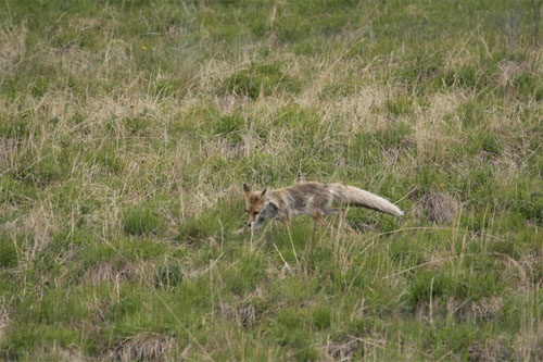 河北塞罕坝湿地拍摄的赤狐