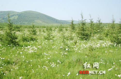 千松坝林场重现丰宁坝上草原生机